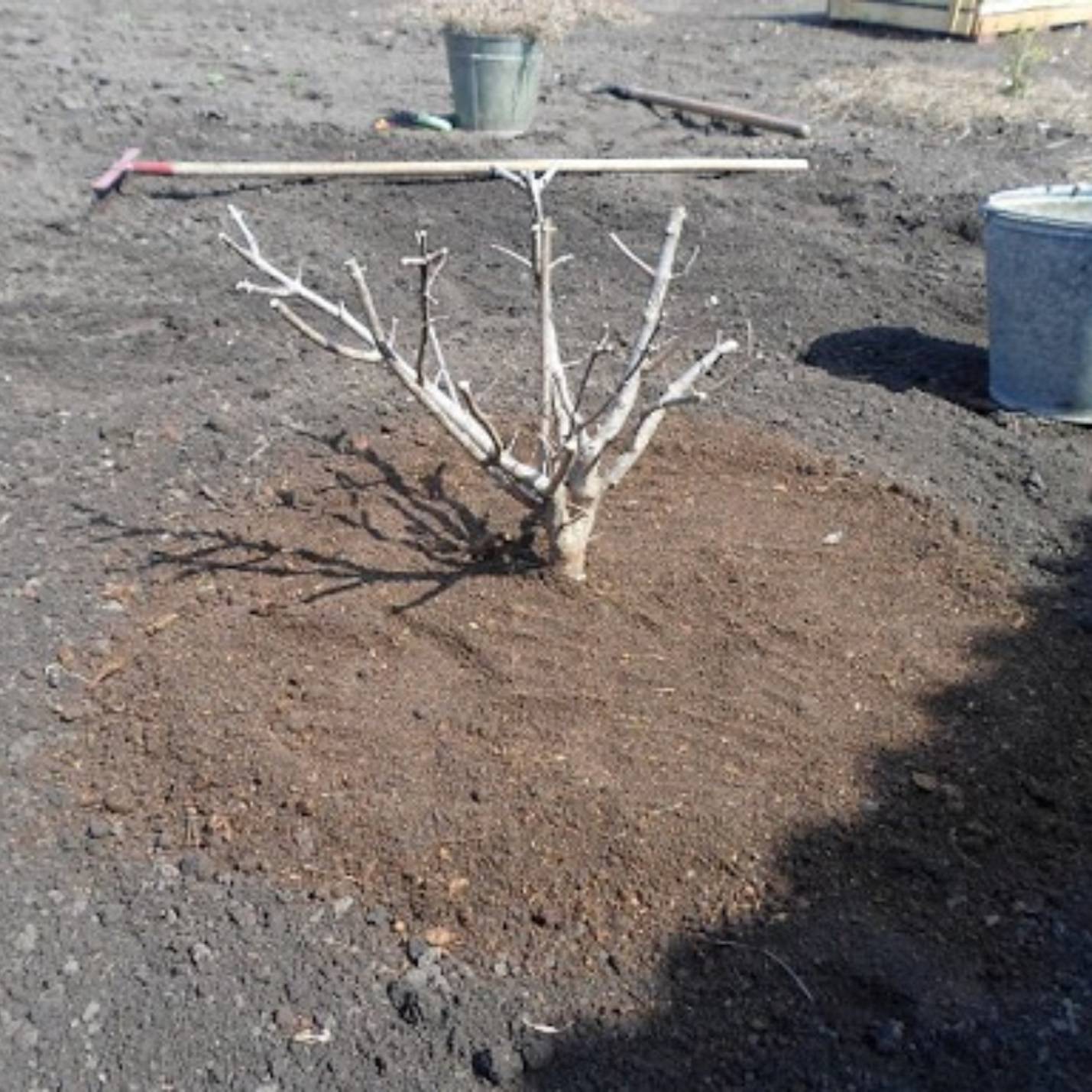 Когда и как правильно посадить саженец гортензии весной в открытый грунт
