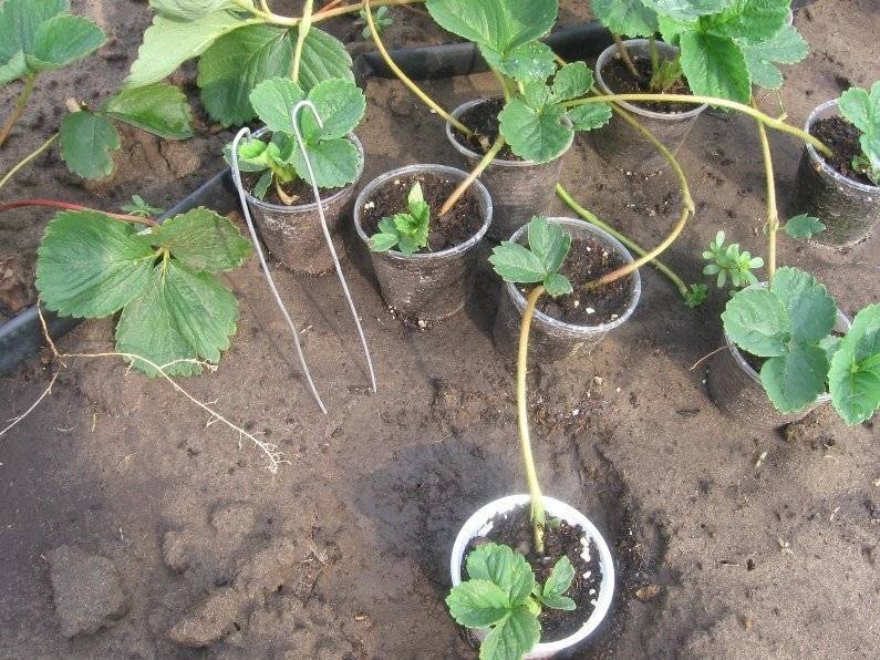 Как выращивать клубнику - в домашних условиях, в открытом грунте, выбор почвы и уход