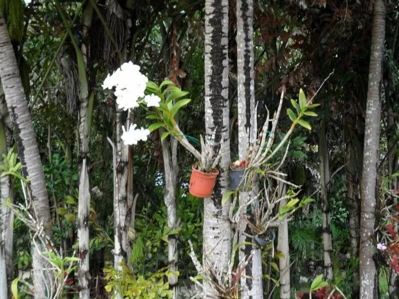 Фаленопсис в природе: происхождение культуры, и как цветок растет в естественных условиях и как выглядит дикая орхидея на фото?