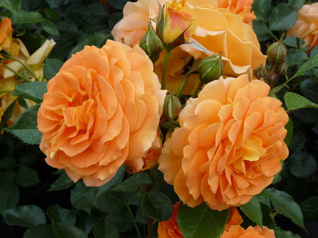 Роза флорибунда goldelse (голдэлс) - описание сорта, преимущества, особенности выращивания | о розе