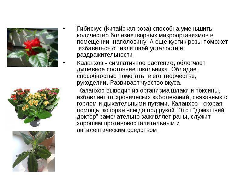 Опишите особенности растений каланхоэ. Цветок каланхоэ лечебный. Комнатное растение каланхоэ Родина растения. Характеристика цветка каланхоэ. Комнатные лекарственные растения каланхоэ.