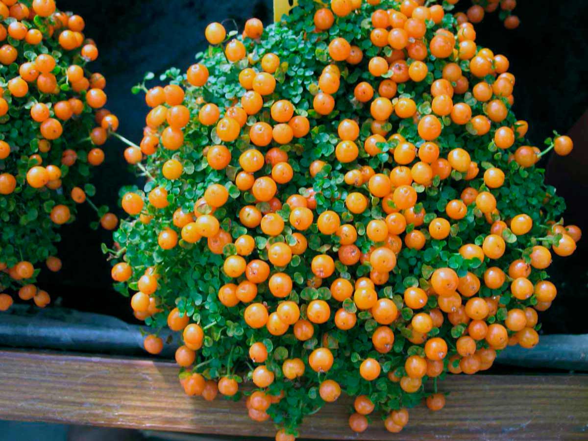Нертера или коралловый мох: особенности выращивания