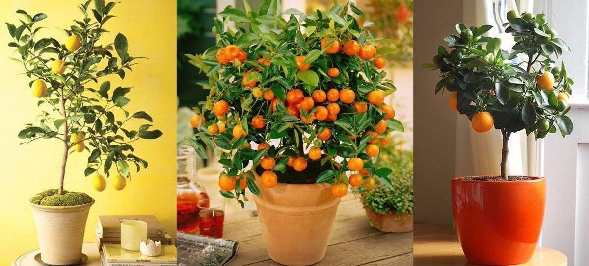 Выращивание апельсинового дерева в домашних условиях