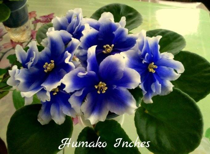 Домашний цветок фиалка хумако инчес (humako inches)