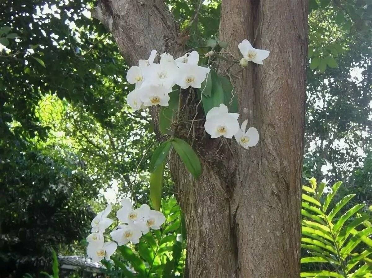 Орхидеи в природе: общее описание, ареал обитания, виды (сапрофиты, эпифиты, наземные виды) + распространенные сорта