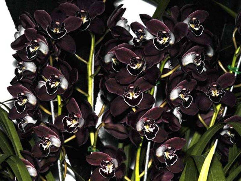 Орхидея черный принц и другие сорта темного цвета с белыми и иными вкраплениями: уход за этими цветами в горшке, вредители и болезни, фото русский фермер