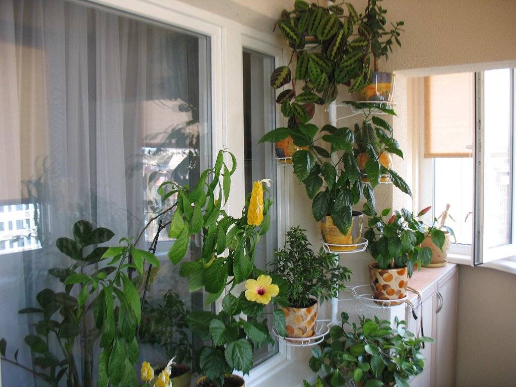 Какие комнатные цветы могут без проблем расти на южном окне