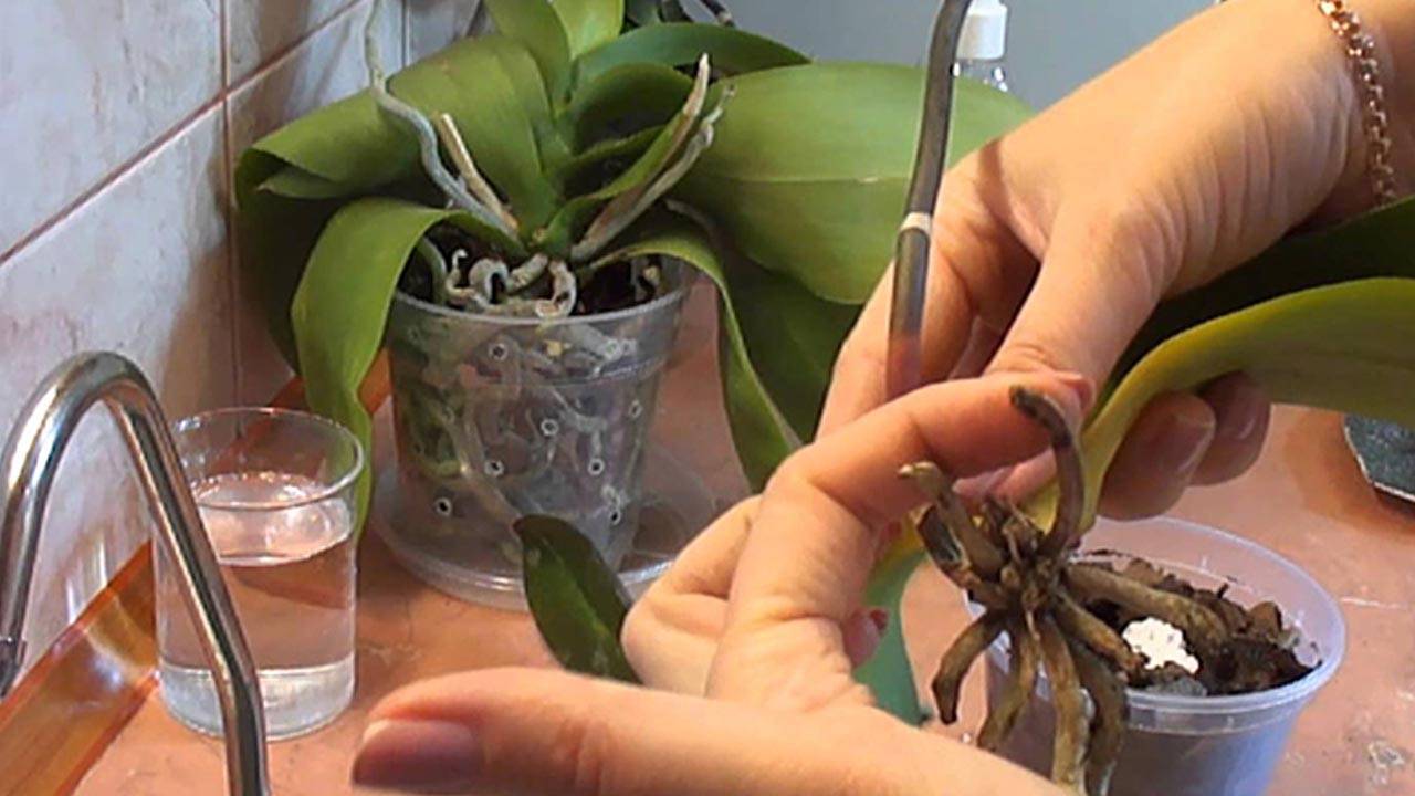 Реанимация фаленопсиса в домашних условиях без корней и листьев, а также омоложение орхидеи, как спасти и обновить растение?