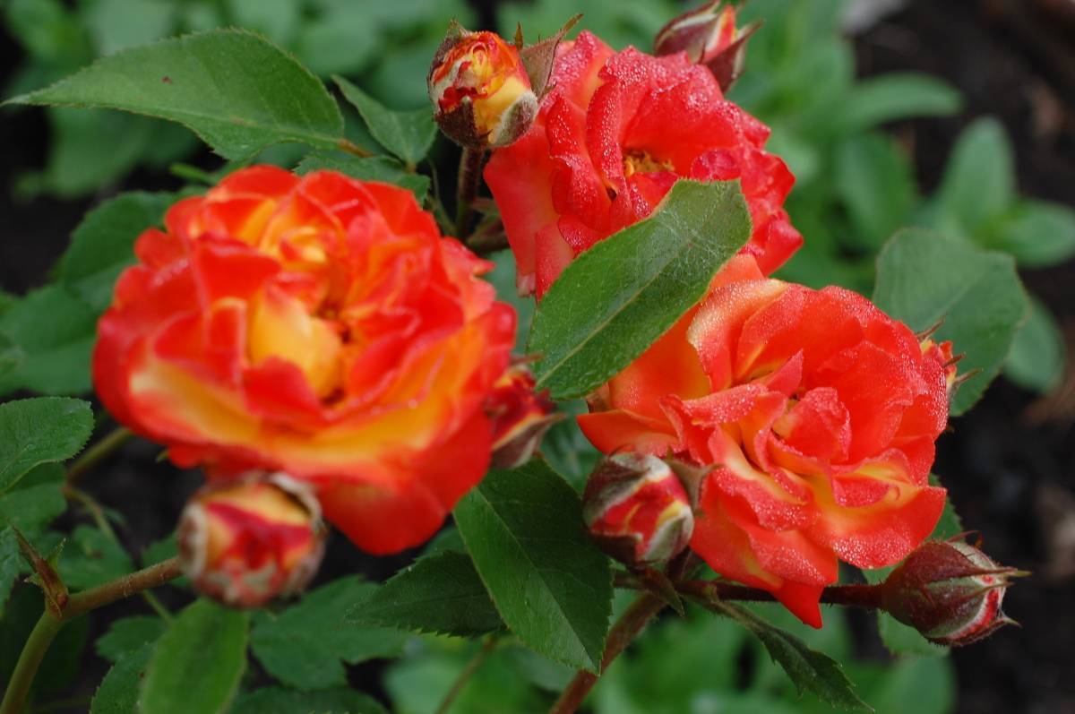 Роза Румба (Rumba) — характеристики клайминга