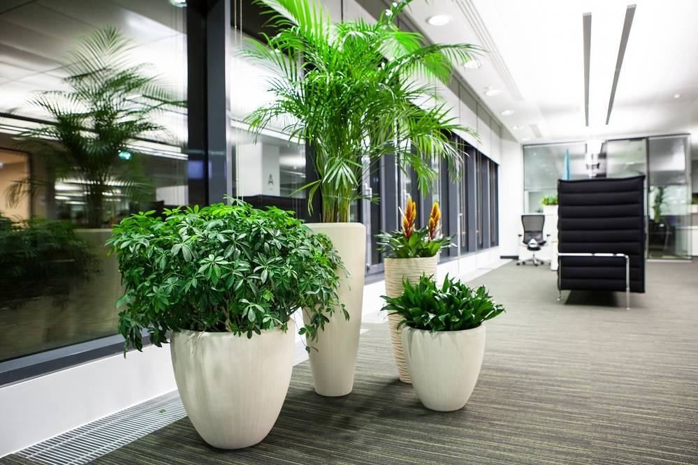 Крупные комнатные растения для больших пространств: гостиных, холлов и офисов