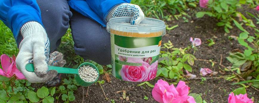 Подкормка пионов весной: что использовать для пышного цветения в саду, минеральное питание и удобрение травянистых видов