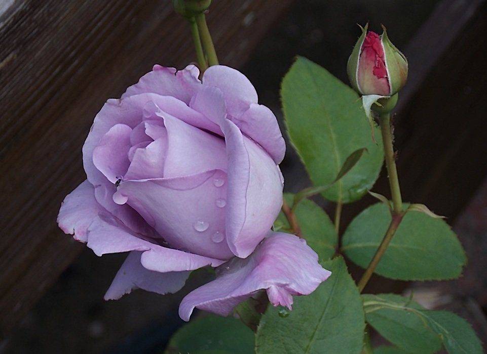 Роза си си энциклопедия роз - аграрный журнал
