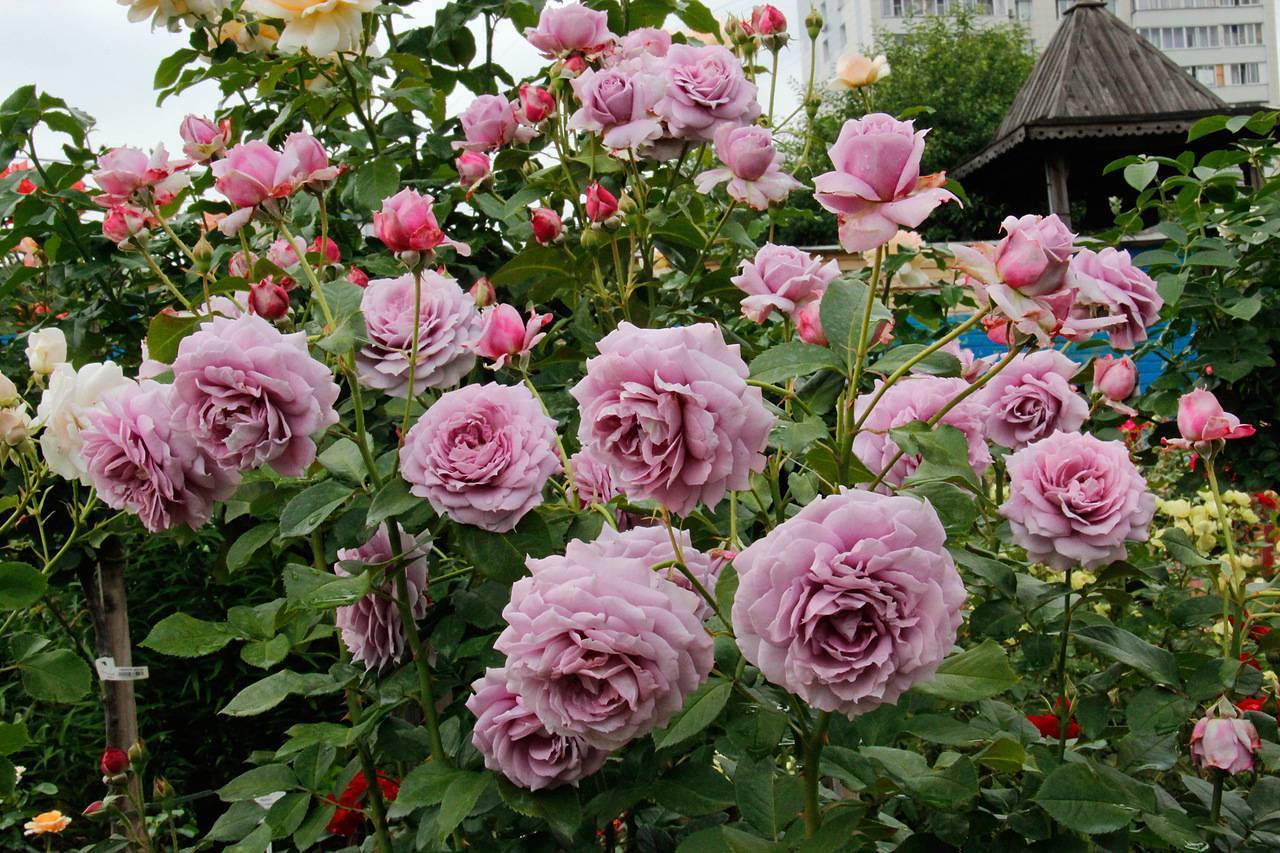Все о розе новалис: описание и фото, выращивание и уход, нюансы пересадки и другие особенности сорта