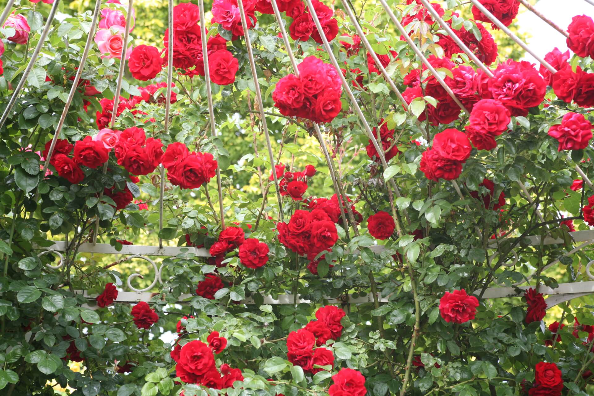 Плетистая роза симпатия: описание и фото, отзывы, посадка и уход