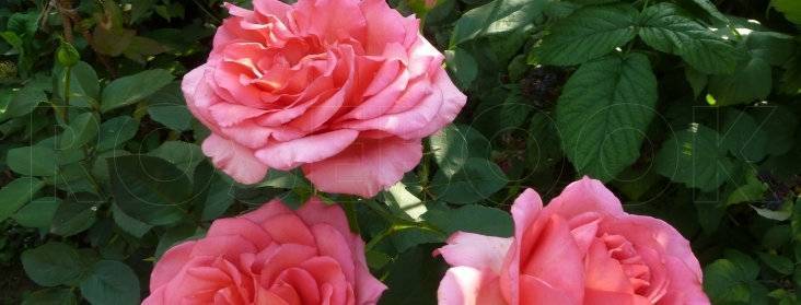 Роза мондиаль (mondiale): цвета пинк, белая, розовая, фантазия