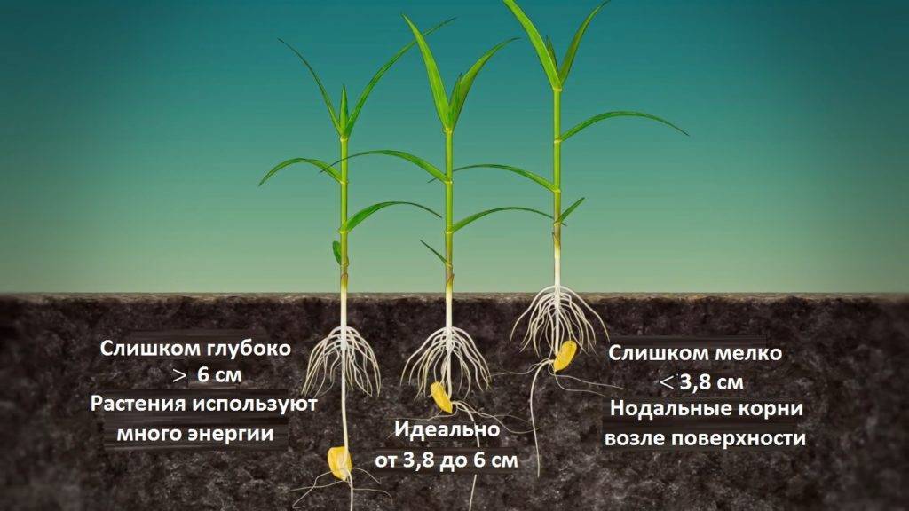 8 лучших стимуляторов роста для семян, которые помогут вырастить крепкую рассаду