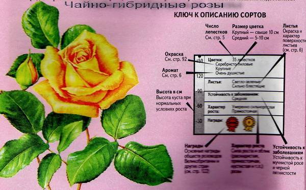 Описание сорта роз абракадабра — фото куста и цветов