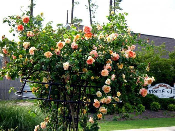 Неприхотливая плетистая роза казино – все, что нужно знать о цветке