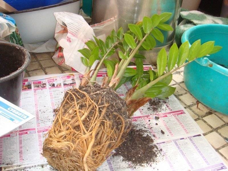 Замиокулькас — выращиваем долларовое дерево без проблем и хлопот