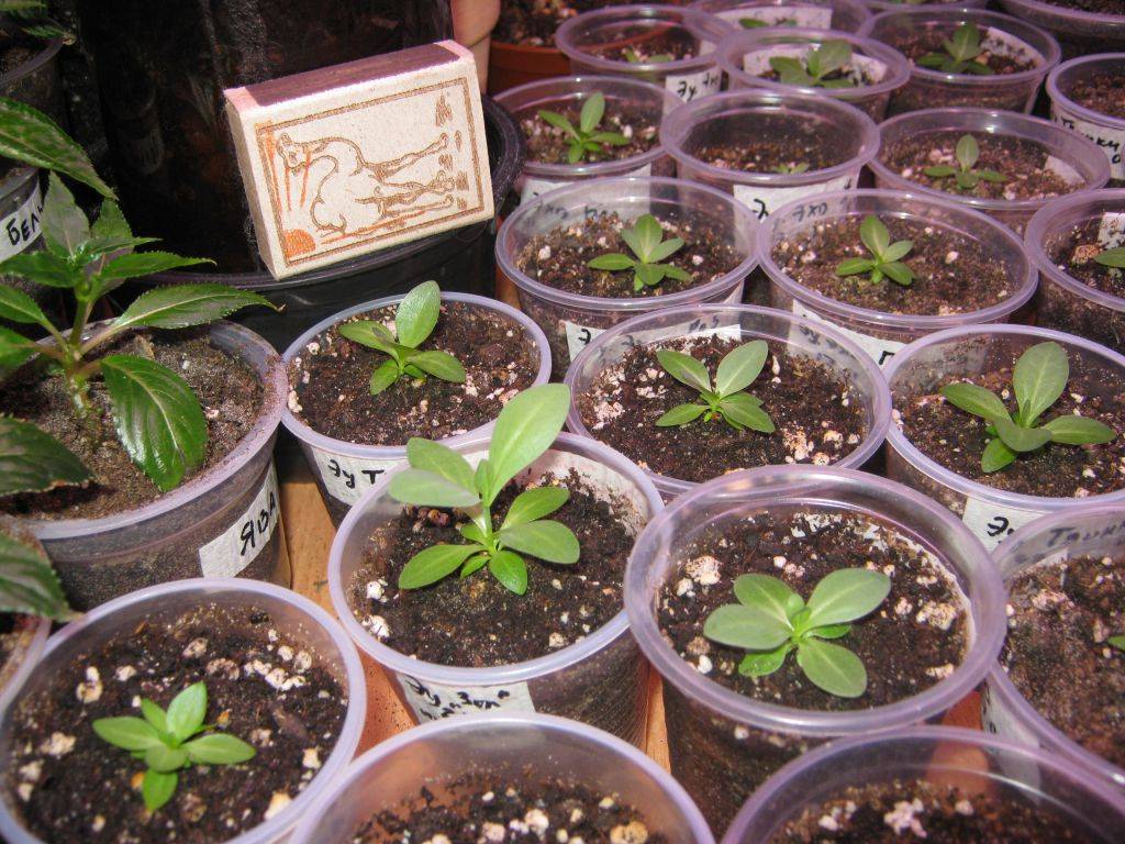 Эустома: выращивание из семян в домашних условиях, описание растения, уход и посадка