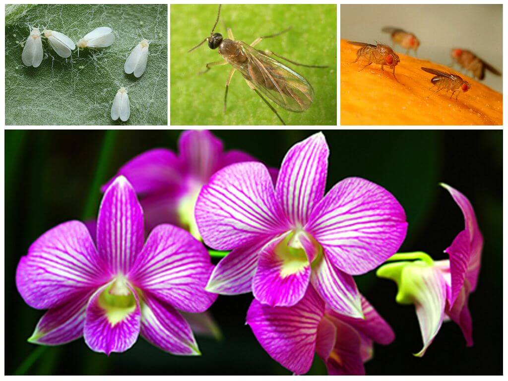 Как избавиться от мошек в орхидеях: что делать и как их вывести?