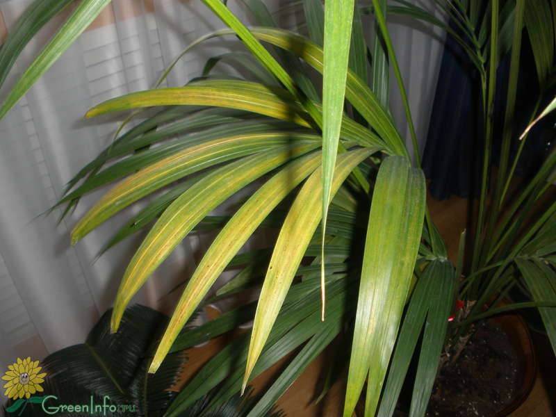 Пальма хризалидокарпус: уход и размножение дома