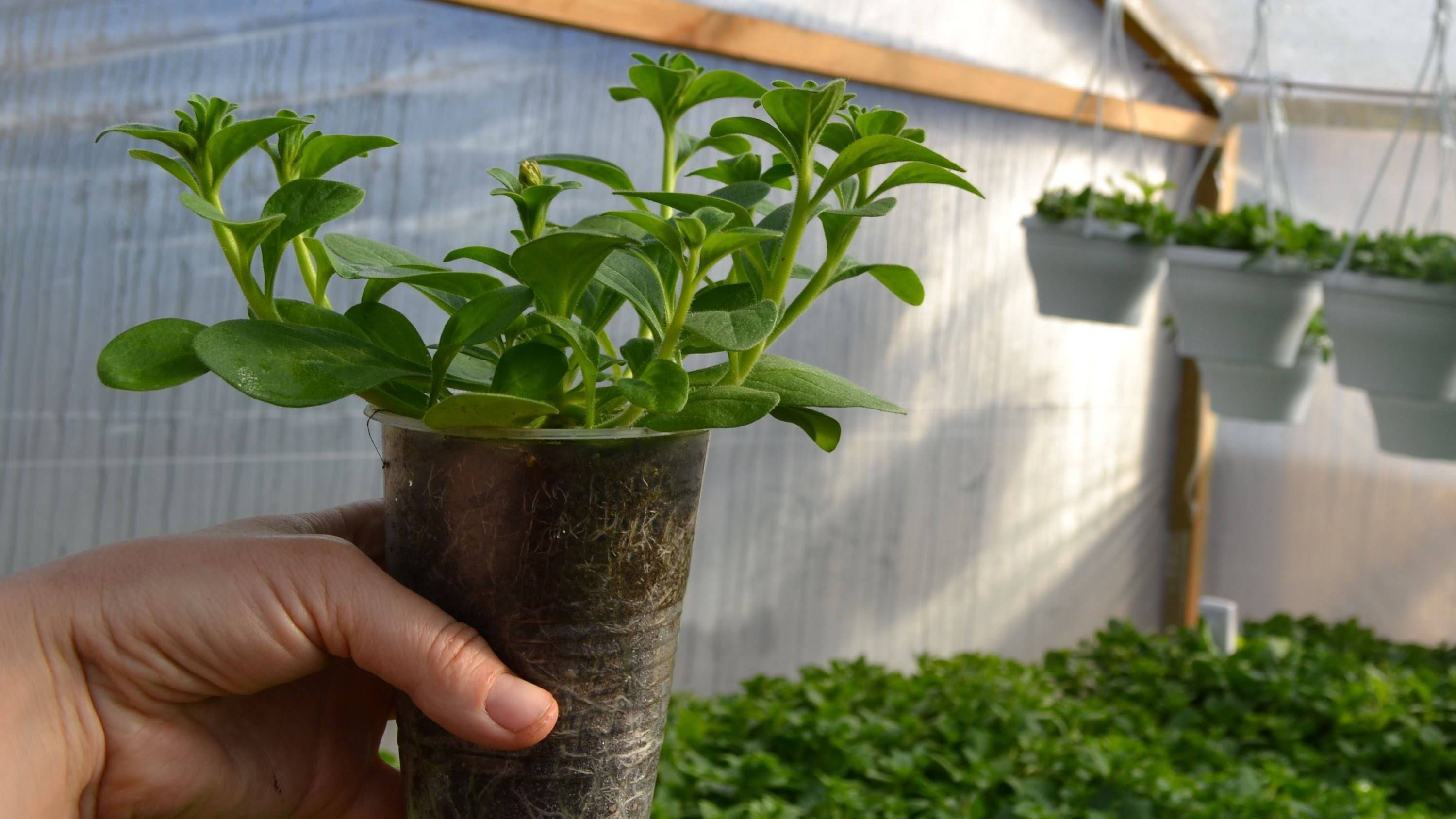 Выращивание ампельной петунии и уход: прищипывание для шикарного пышного цветения