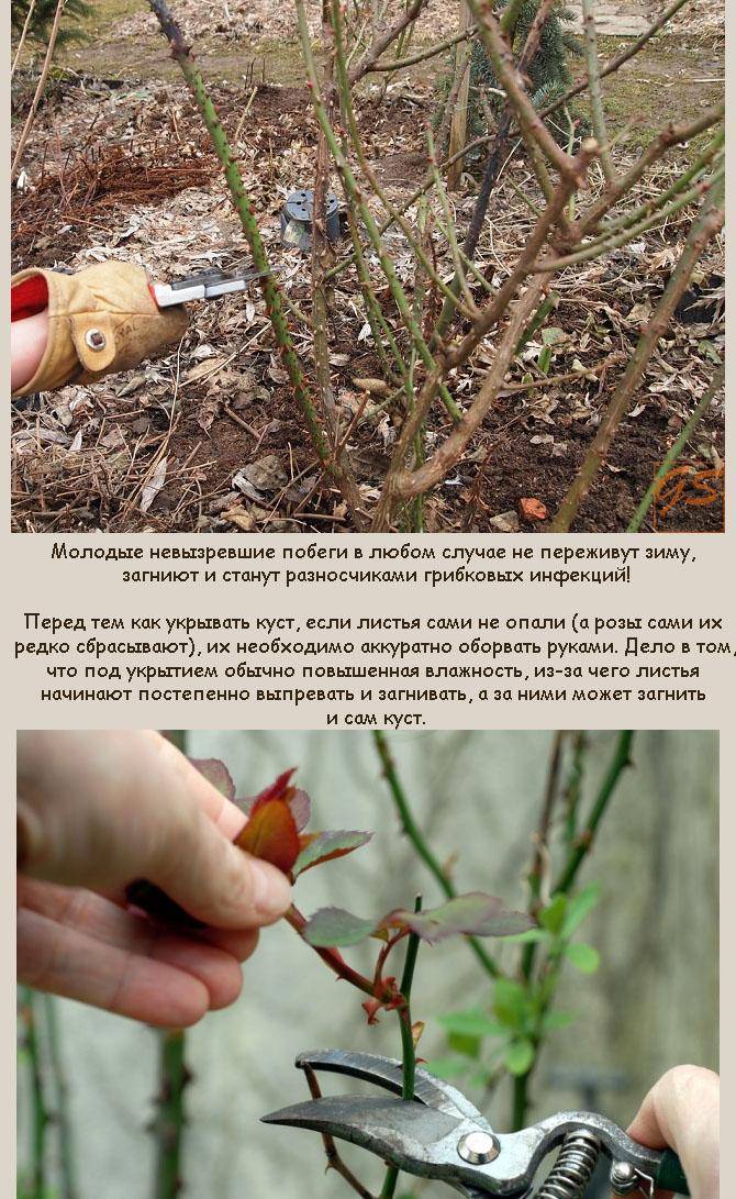 Правила обрезки роз весной для лучшего цветения - prosad.ru всё про сад и огород