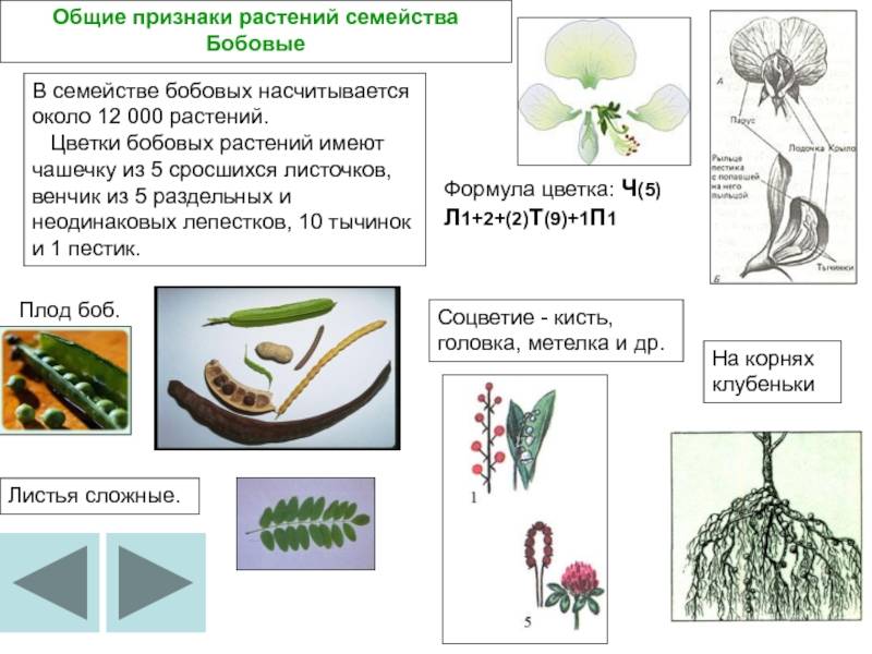 Основы систематики. систематика растений и их классификация