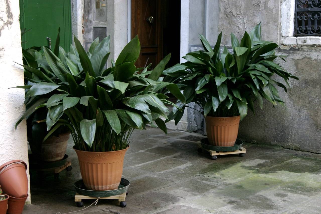 Четыре типа комнатных тенелюбивых и неприхотливых растений