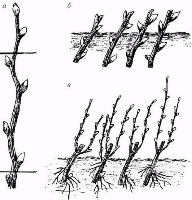 Размножение жасмина черенками - домашний сад