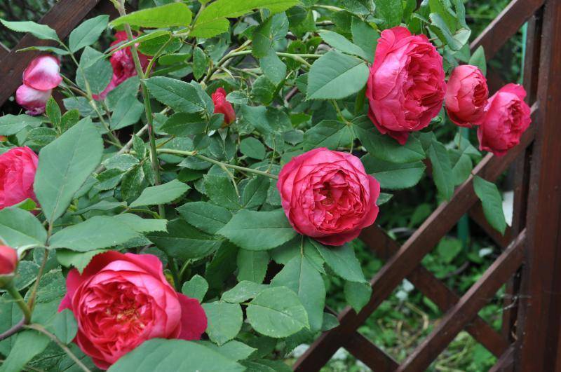 О розе benjamin britten: описание и характеристики сорта английской розы