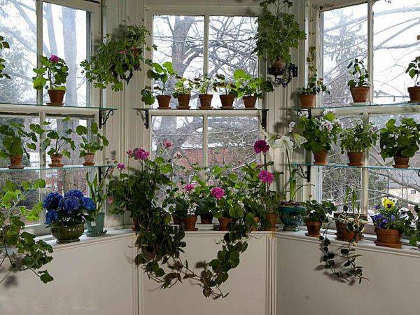 Цветы на южных окнах. растения для южных, северных, восточных и западных окон | интерьер и декор