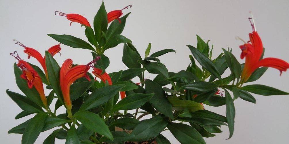 Эсхинантус — потрясающая листва и цветение. уход в домашних условиях. виды и сорта, фото — ботаничка