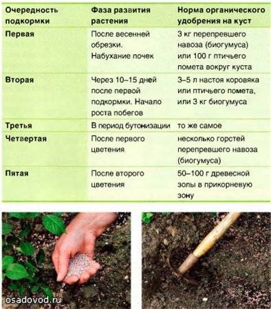 Посадка гейхеры весной и осенью в открытый грунт: правила выращивания, способы размножения