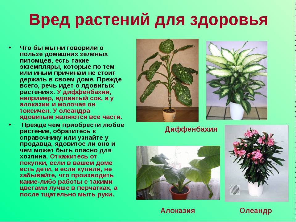 Комнатные растения: фото и названия (каталог)