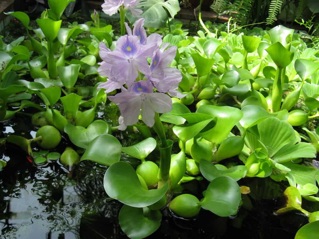 Водяной гиацинт эйхорния: посадка, уход и выращивание в пруду и аквариуме с фото