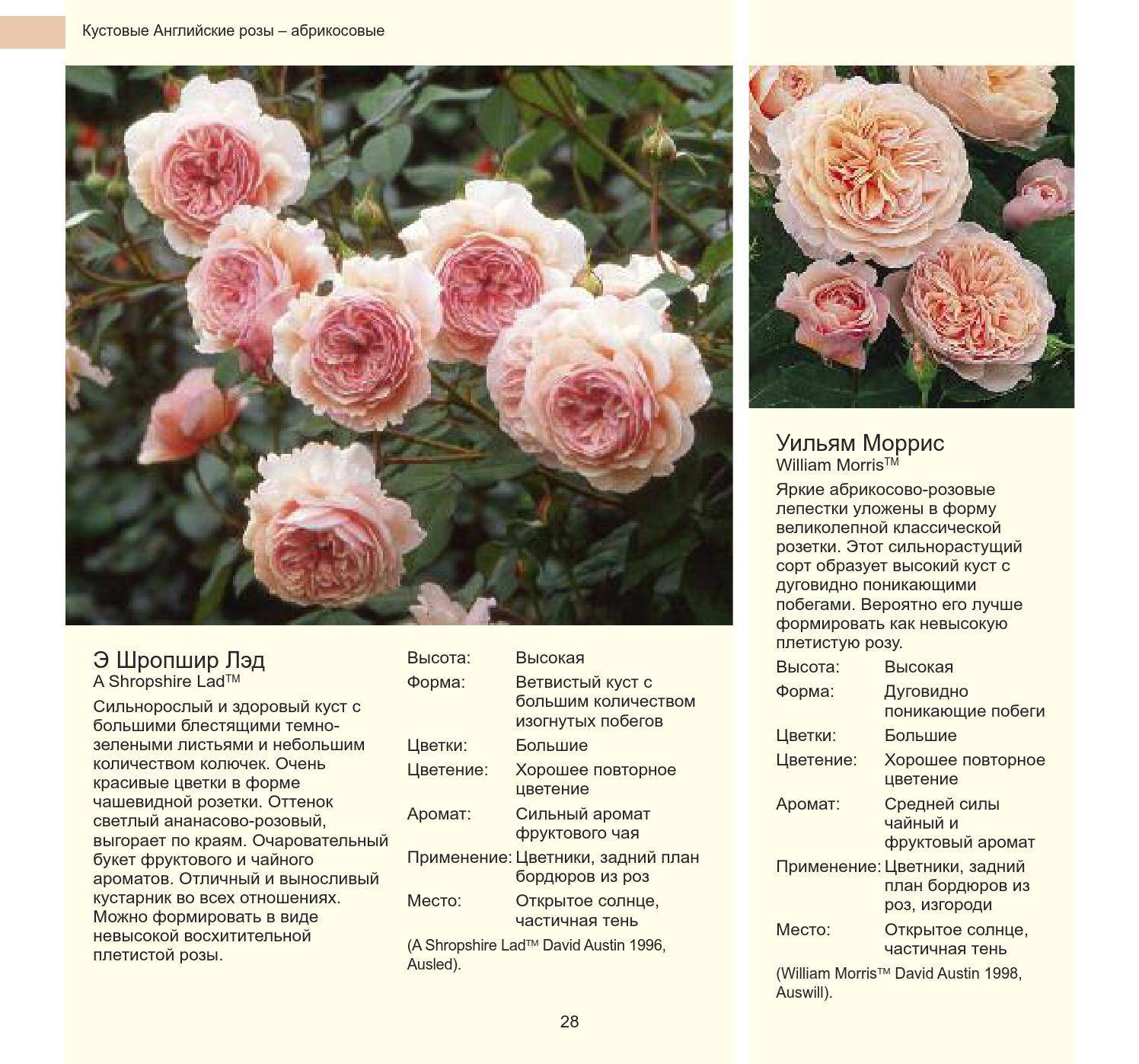 ✅ розы грандифлора сорта фото описание - питомник46.рф