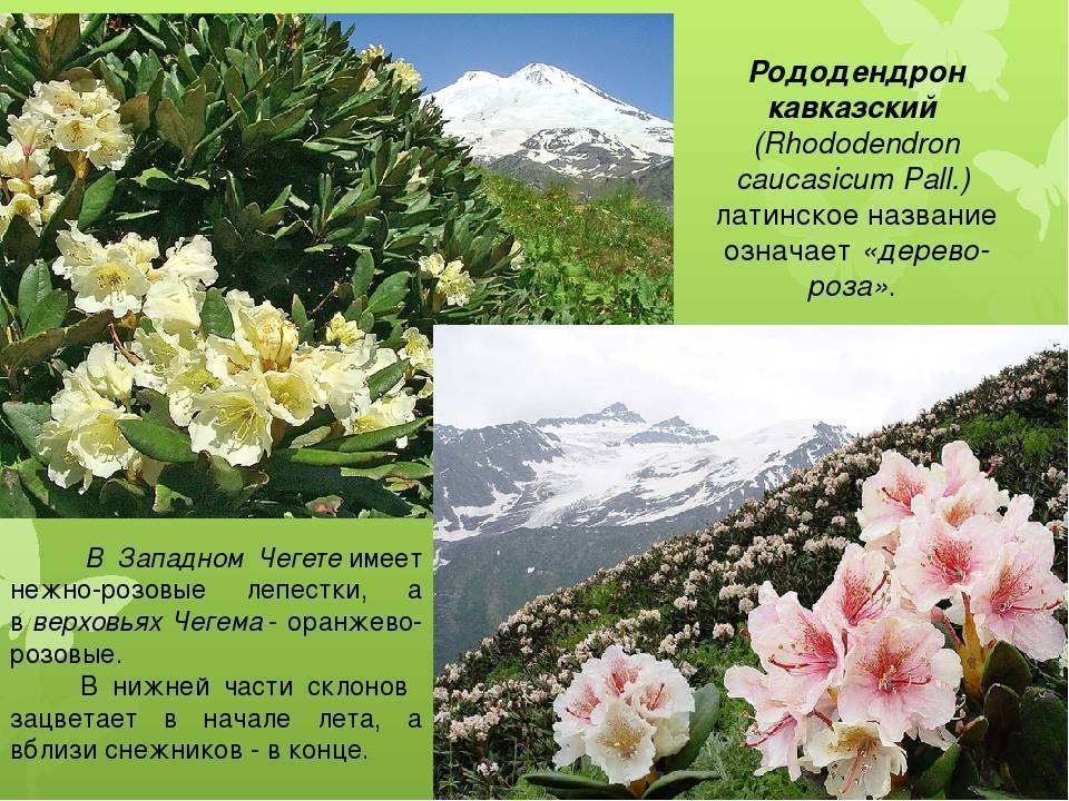 Подробное описание кавказского горного рододендрона: особенности и свойства