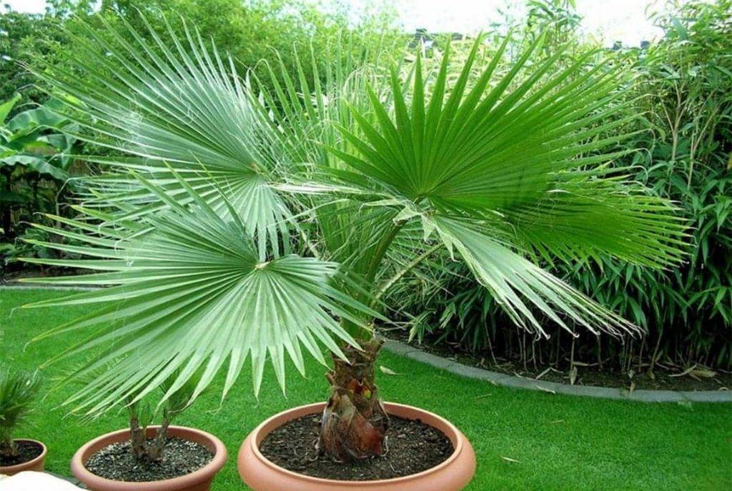 Вашингтония — самая массивная веерная пальма. уход в домашних условиях. фото