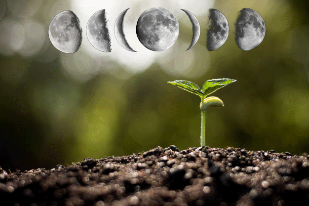 Лунный календарь комнатных растений на 2021 год
