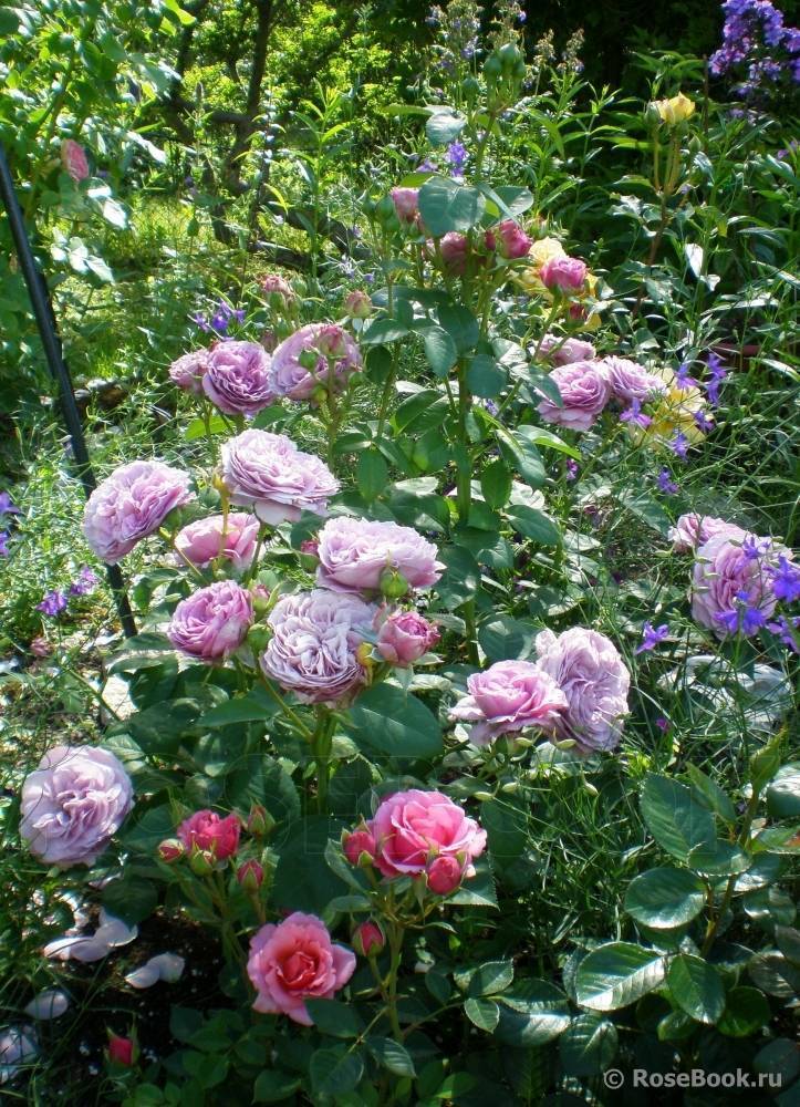 Роза спрей: описание, сорта, посадка и уход за растением