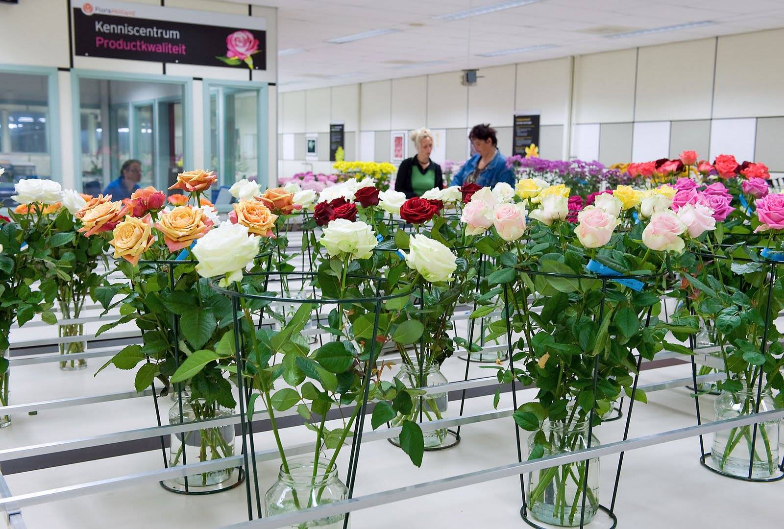 Цветочный аукцион floraholland