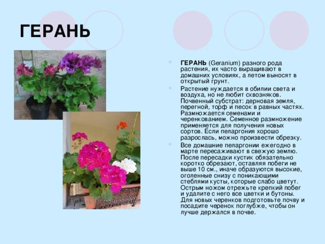 Виды герани (пеларгонии): описание сортов, особенности выращивания - sadovnikam.ru