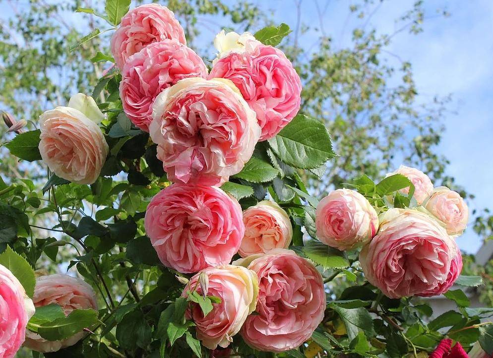 Основные сведения о плетистой розе розариум ютерсен: посадка, уход за кустом