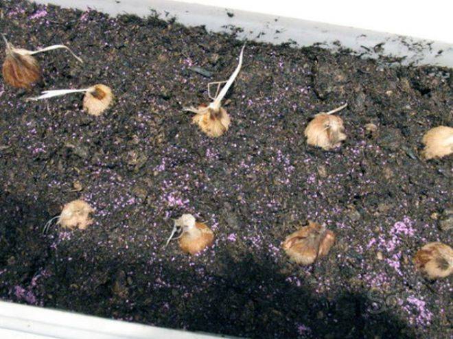 Фрезия или капский ландыш: выращивание и размножение в домашних условиях