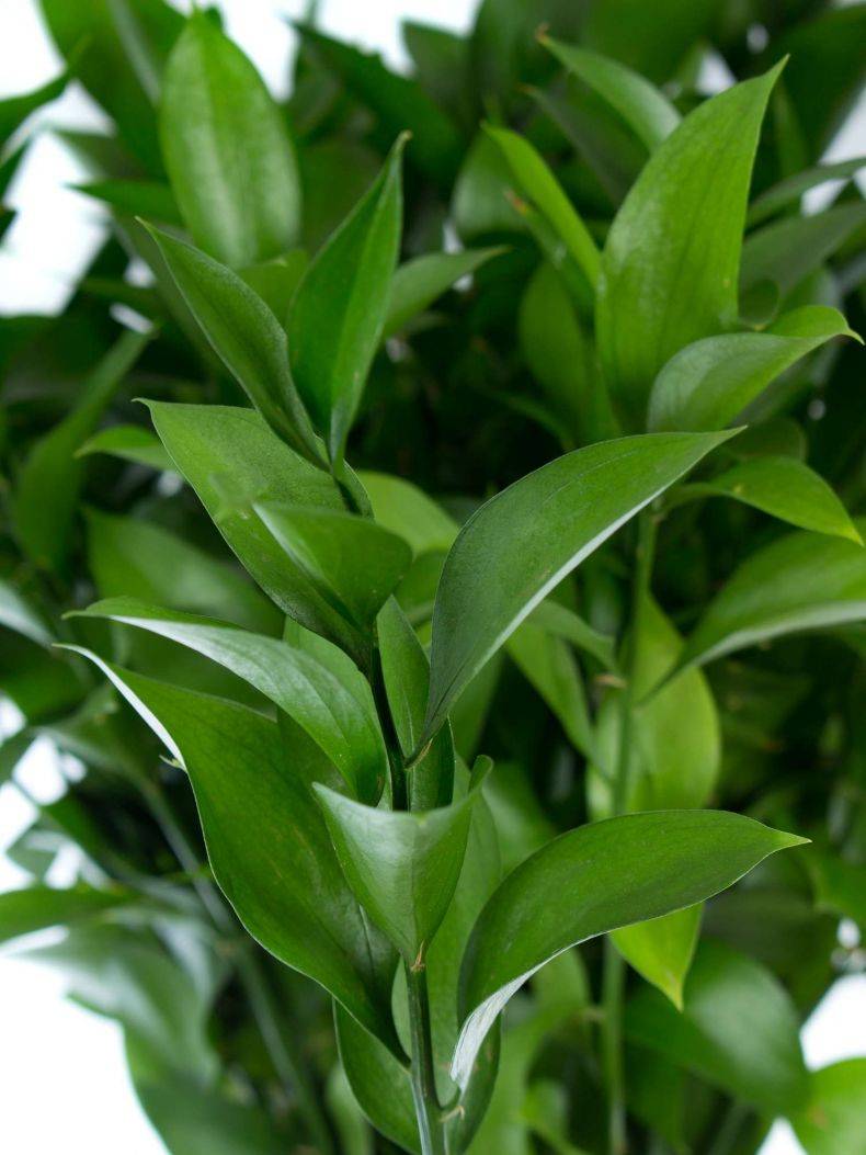 Растение иглица колючая: лечебные свойства. описание растения.