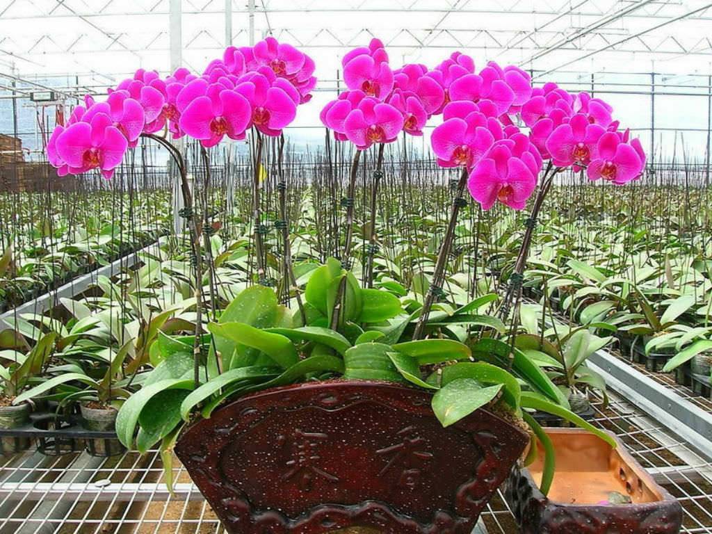 Выращивание фаленопсиса в домашних условиях: в воде, без субстрата, на коряге, на гидропонике, в стекле, на блоке и в стеклянной колбе, а также фото теплички для орхидеи и её агротехника