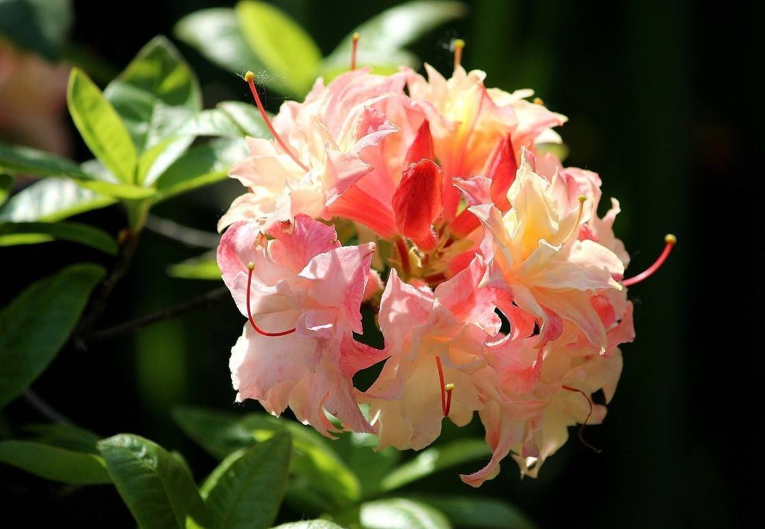 Азалия — цветок домашний, описание разновидностей