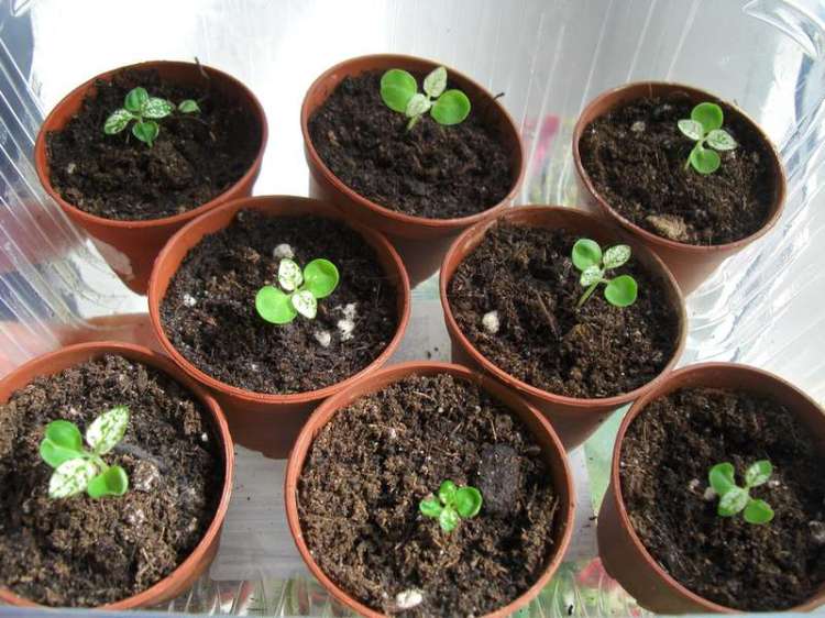 Гипоэстес фото, уход в домашних условиях, выращивание комнатного растения из семян
